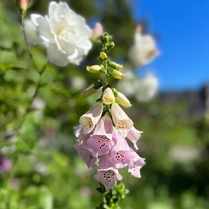 Meet your Posher, Miranda